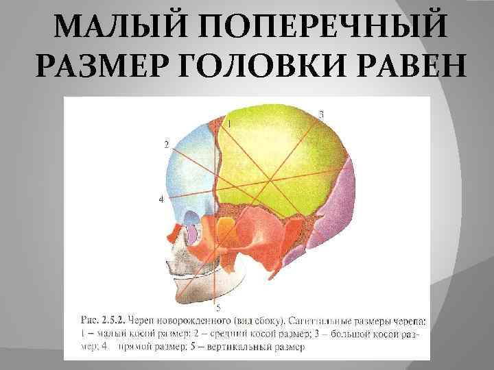  МАЛЫЙ ПОПЕРЕЧНЫЙ РАЗМЕР ГОЛОВКИ РАВЕН 