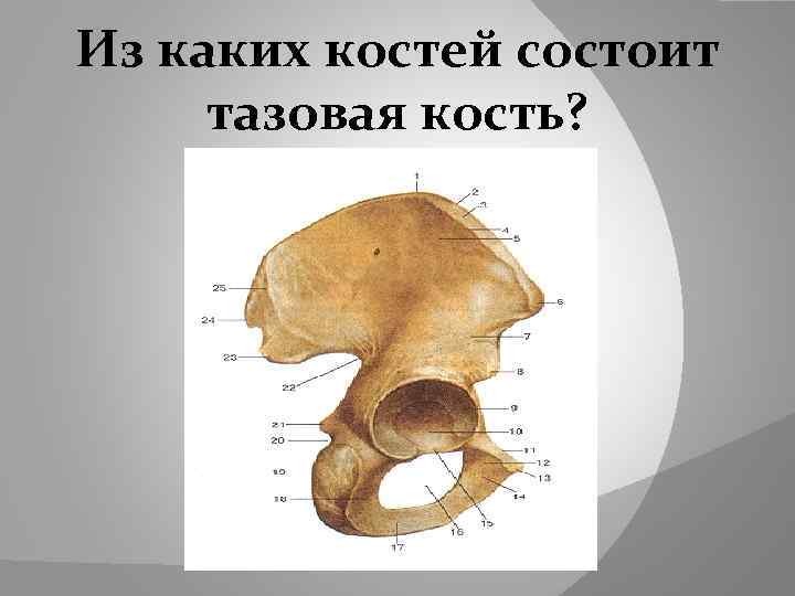 Из каких костей состоит тазовая кость? 