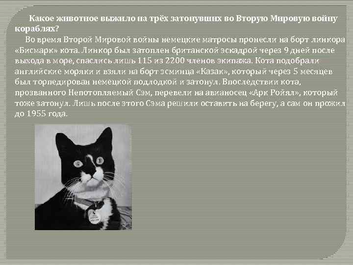 Какое животное выжило на трёх затонувших во Вторую Мировую войну кораблях? Во время Второй