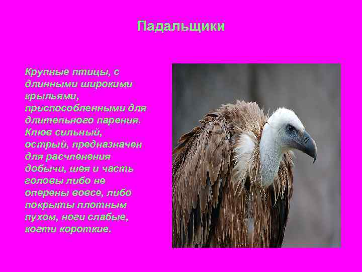 Падальщики Крупные птицы, с длинными широкими крыльями, приспособленными для длительного парения. Клюв сильный, острый,