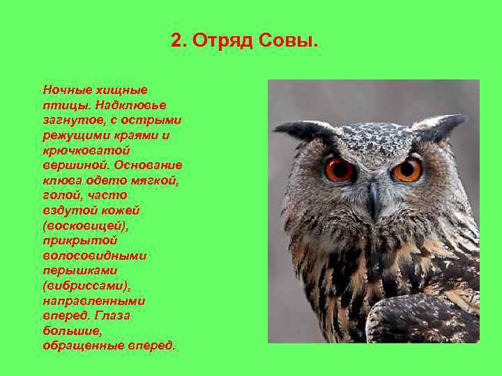 2. Отряд Совы. Ночные хищные птицы. Надклювье загнутое, с острыми режущими краями и крючковатой