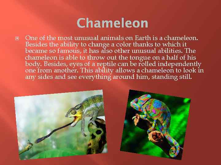 Chameleon One of the most unusual animals on Earth is a chameleon. Besides the