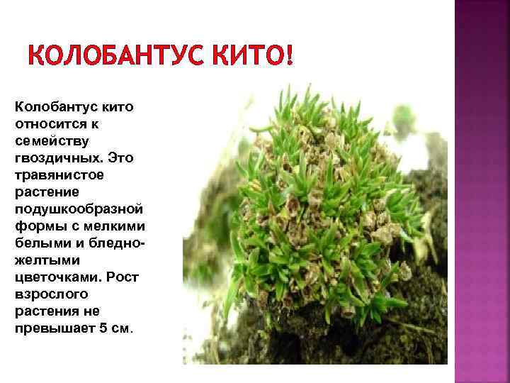 КОЛОБАНТУС КИТО! Колобантус кито относится к семейству гвоздичных. Это травянистое растение подушкообразной формы с