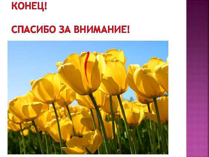 КОНЕЦ! СПАСИБО ЗА ВНИМАНИЕ! 