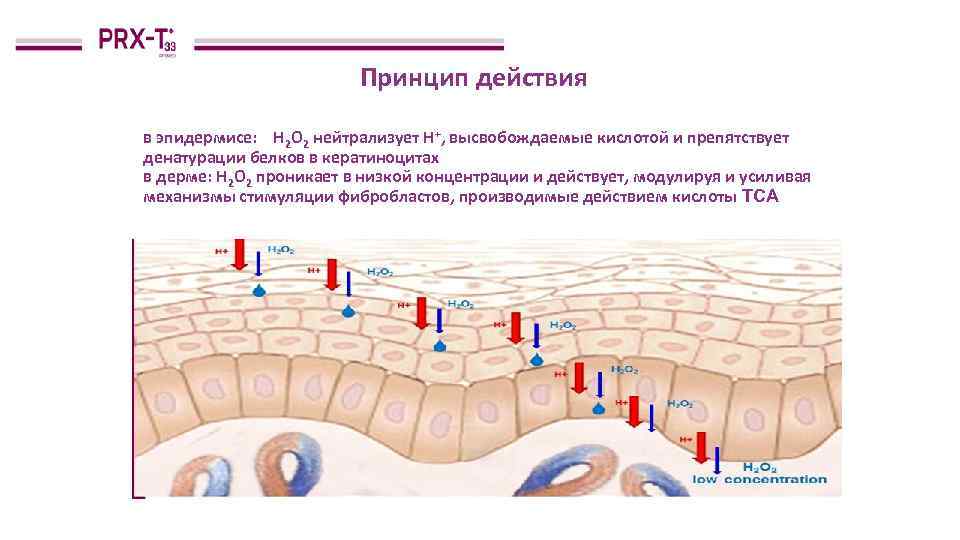 Принцип действия в эпидермисе: H 2 O 2 нейтрализует H+, высвобождаемые кислотой и препятствует