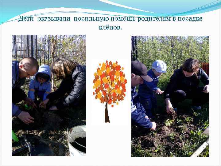 Дети оказывали посильную помощь родителям в посадке клёнов. 