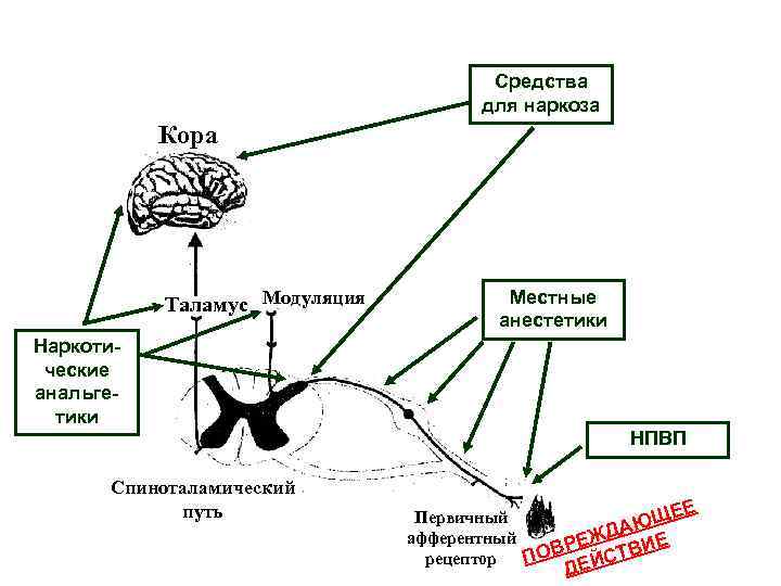 Механизм действия анестезии