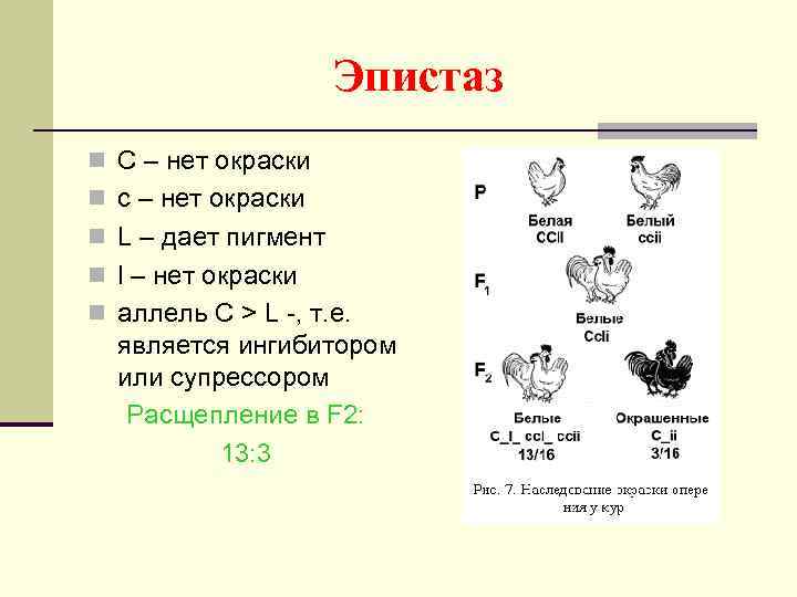 Эпистаз n C – нет окраски n c – нет окраски n L –