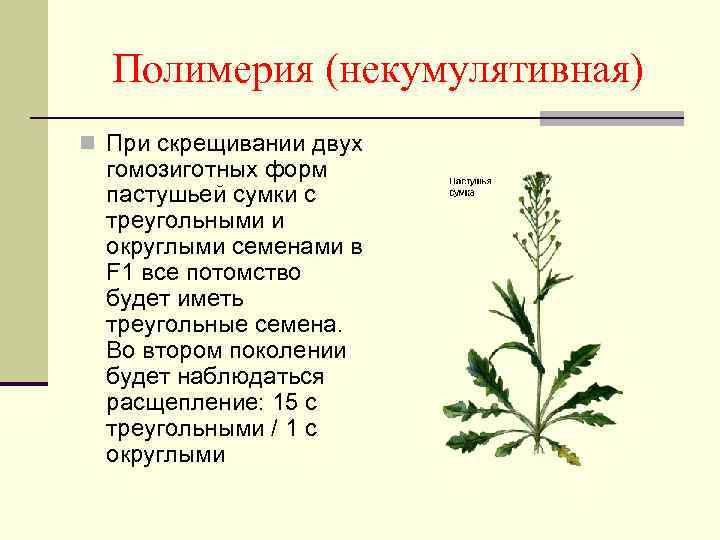 Полимерия (некумулятивная) n При скрещивании двух гомозиготных форм пастушьей сумки с треугольными и округлыми