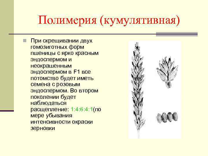 Полимерия (кумулятивная) n При скрещивании двух гомозиготных форм пшеницы с ярко красным эндоспермом и