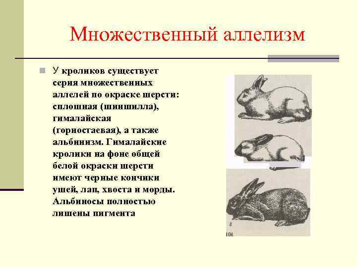 Множественный аллелизм n У кроликов существует серия множественных аллелей по окраске шерсти: сплошная (шиншилла),