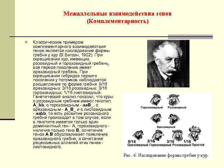 Межаллельные взаимодействия генов (Комплементарность) n Классическим примером комплементарного взаимодействия генов является наследование формы гребня