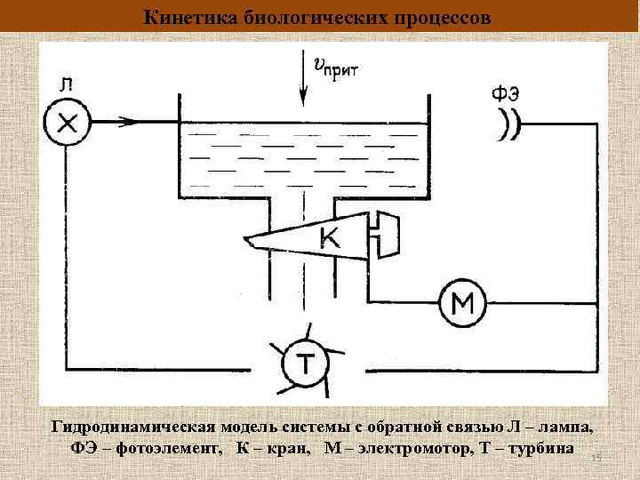 Кинетика биологических процессов Гидродинамическая модель системы с обратной связью Л – лампа, ФЭ –