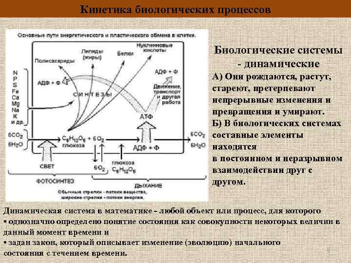 Кинетика биологических процессов Биологические системы - динамические А) Они рождаются, растут, стареют, претерпевают непрерывные