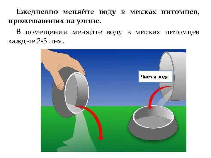 Ежедневно меняйте воду в мисках питомцев, проживающих на улице. В помещении меняйте воду в