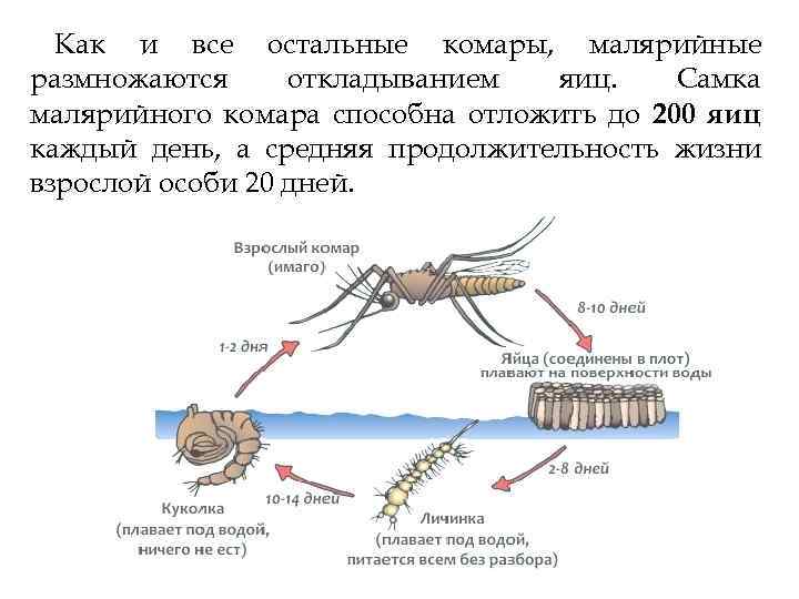 Как и все остальные комары, малярийные размножаются откладыванием яиц. Самка малярийного комара способна отложить
