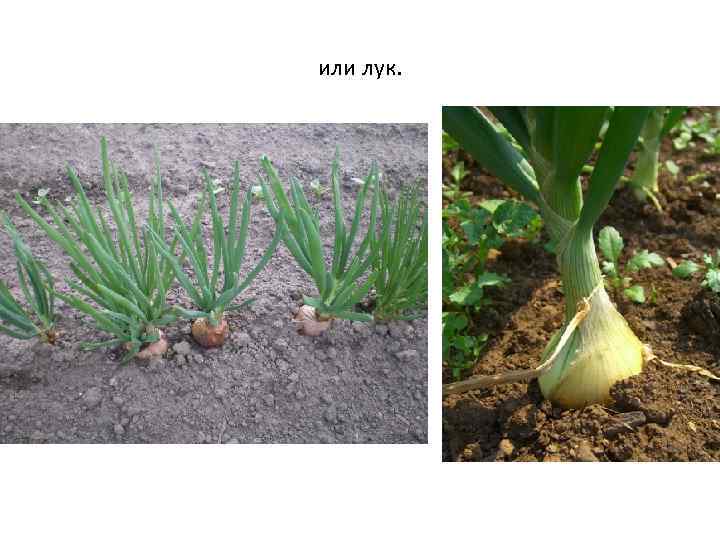 или лук. 