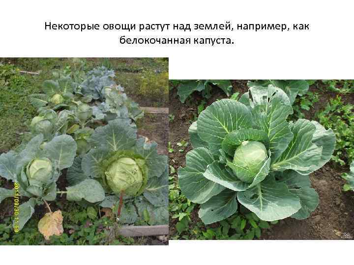 Некоторые овощи растут над землей, например, как белокочанная капуста. 