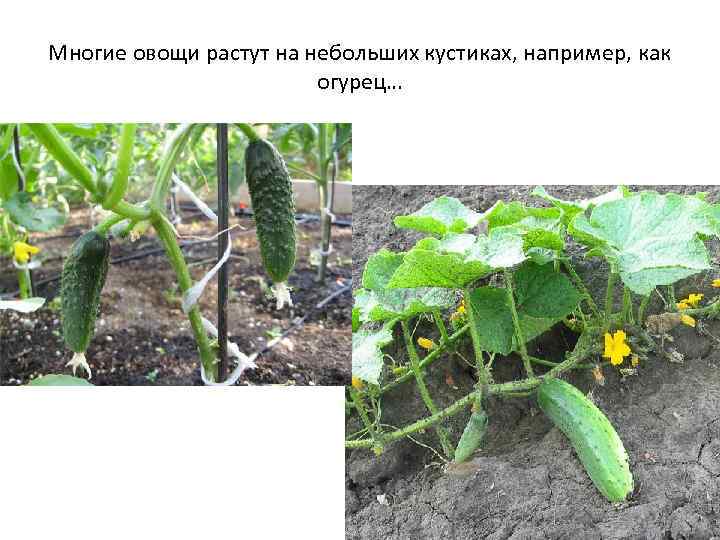 Многие овощи растут на небольших кустиках, например, как огурец… 