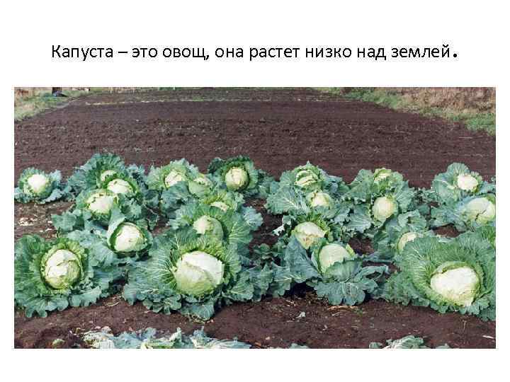Капуста – это овощ, она растет низко над землей . 