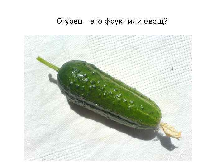 Огурец – это фрукт или овощ? 