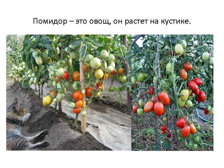 Помидор – это овощ, он растет на кустике. 
