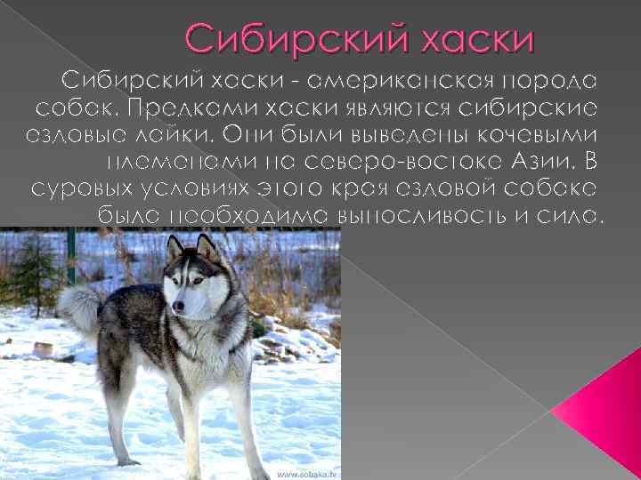 Сибирский хаски - американская порода собак. Предками хаски являются сибирские ездовые лайки. Они были