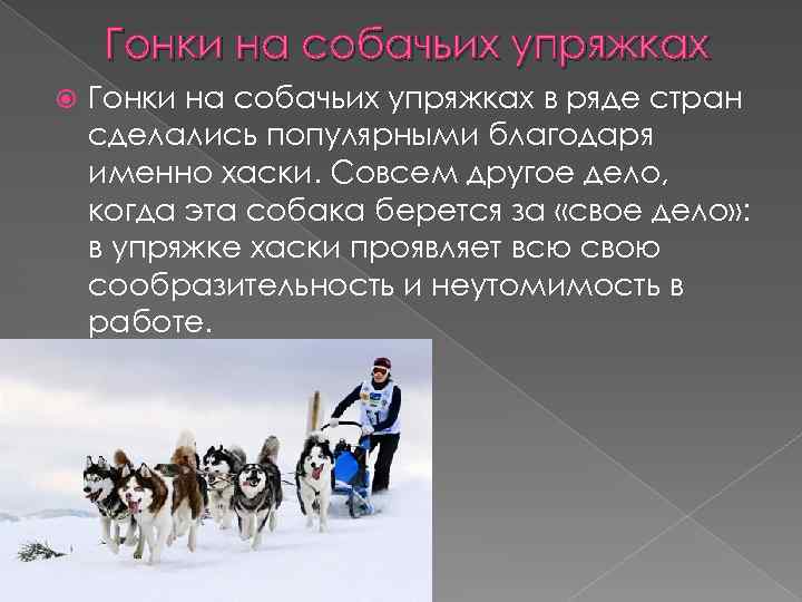Гонки на собачьих упряжках в ряде стран сделались популярными благодаря именно хаски. Совсем другое