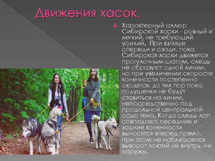 Движения хасок. Характерный аллюр Сибирской хаски - ровный и легкий, не требующий усилий. При
