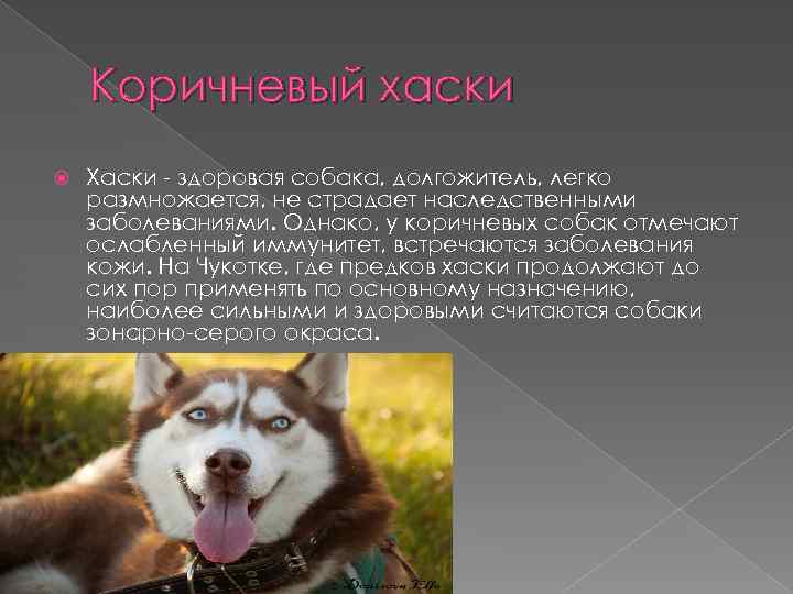 Коричневый хаски Хаски - здоровая собака, долгожитель, легко размножается, не страдает наследственными заболеваниями. Однако,