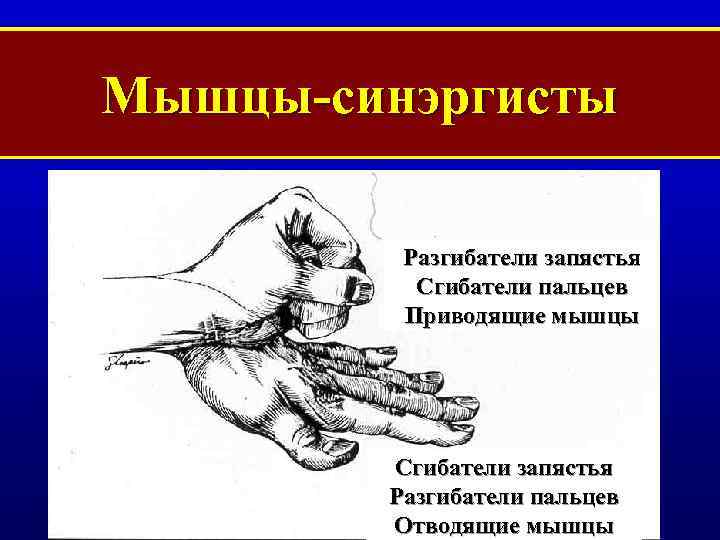 Мышцы-синэргисты Разгибатели запястья Сгибатели пальцев Приводящие мышцы Сгибатели запястья Разгибатели пальцев Отводящие мышцы 