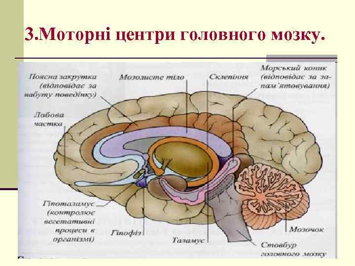 3. Моторні центри головного мозку. 