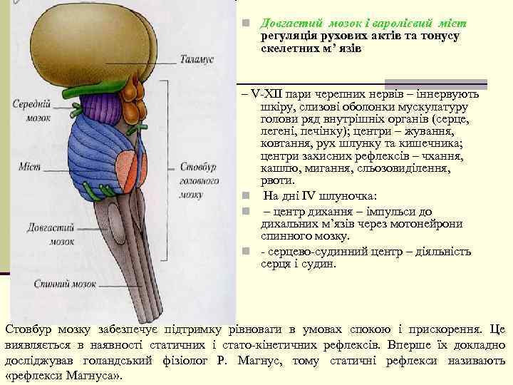 n Довгастий мозок і варолієвий міст регуляція рухових актів та тонусу скелетних м’ язів