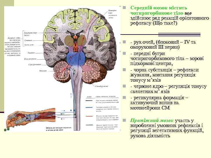 n Середній мозок містить чотиригорбикове тіло що здійснює ряд реакцій орієнтовного рефлексу (Що таке?