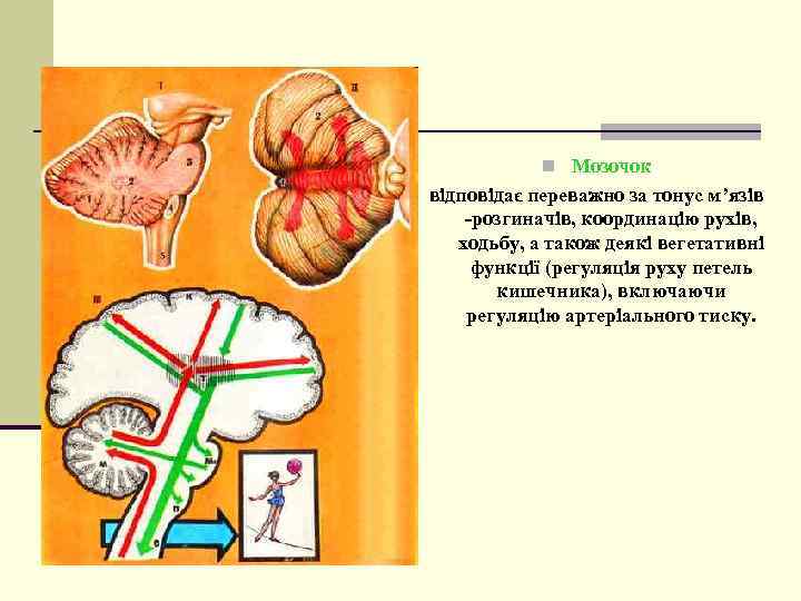 n Мозочок відповідає переважно за тонус м’язів -розгиначів, координацію рухів, ходьбу, а також деякі