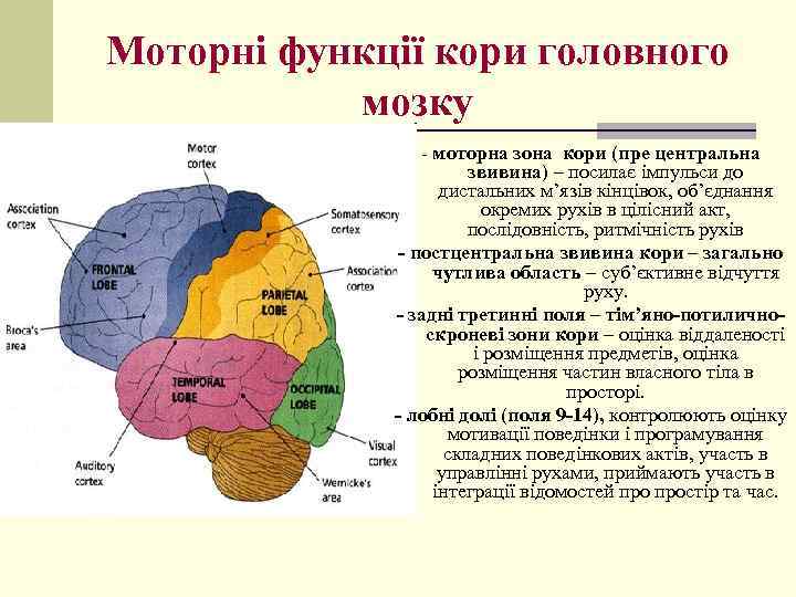 Моторні функції кори головного мозку - моторна зона кори (пре центральна звивина) – посилає