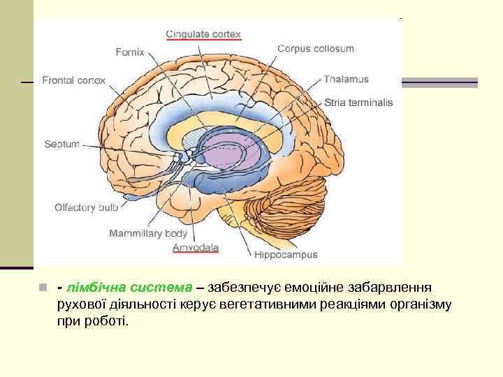 n - лімбічна система – забезпечує емоційне забарвлення рухової діяльності керує вегетативними реакціями організму