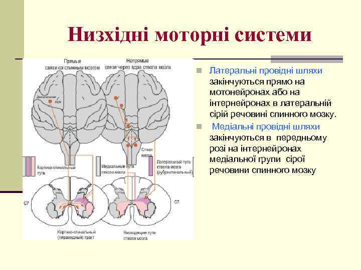 Низхідні моторні системи n Латеральні провідні шляхи закінчуються прямо на мотонейронах або на інтернейронах