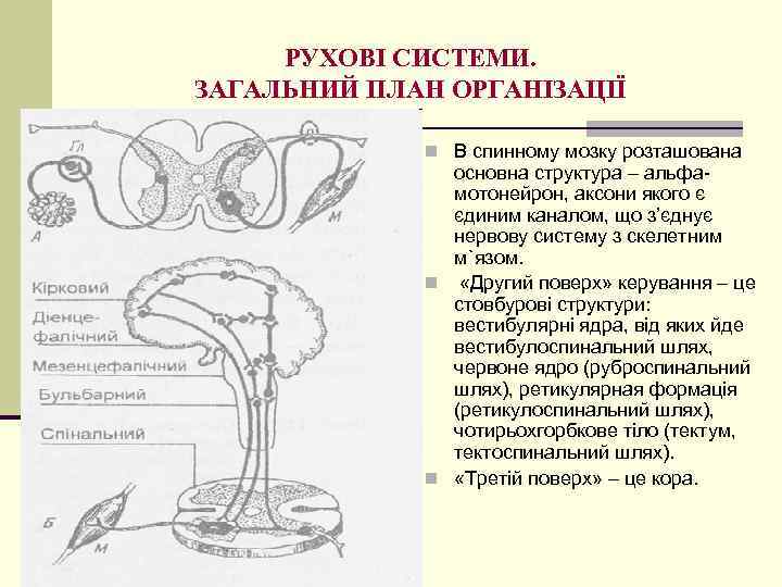 РУХОВІ СИСТЕМИ. ЗАГАЛЬНИЙ ПЛАН ОРГАНІЗАЦІЇ n В спинному мозку розташована основна структура – альфамотонейрон,