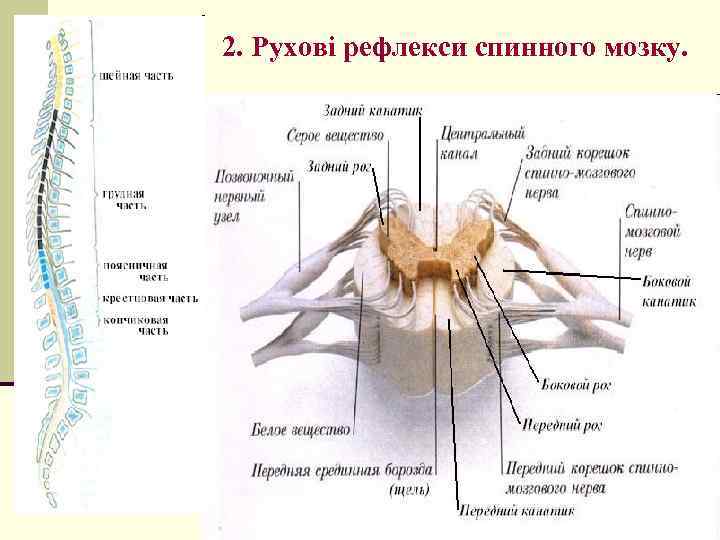 2. Рухові рефлекси спинного мозку. 