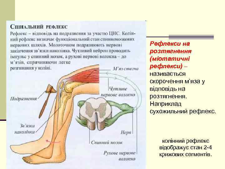 n Рефлекси на Рухові рефлекси спинного мозку розтягнення (міотатичні рефлекси) – називається скорочення м’яза