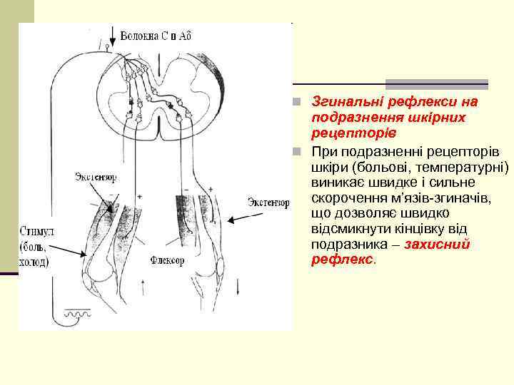 n Згинальні рефлекси на подразнення шкірних рецепторів n При подразненні рецепторів шкіри (больові, температурні)