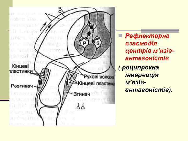 n Рефлекторна взаємодія центрів м’язівантагоністів ( реципрокна іннервація м’язівантагоністів). 