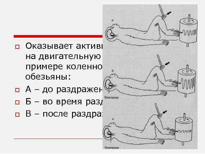 o o Оказывает активирующее влияние на двигательную систему (на примере коленного рефлекса у обезьяны: