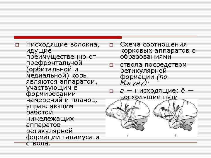 o Нисходящие волокна, идущие преимущественно от префронтальной (орбитальной и медиальной) коры являются аппаратом, участвующим