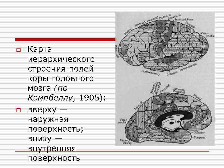 Поле мозгов