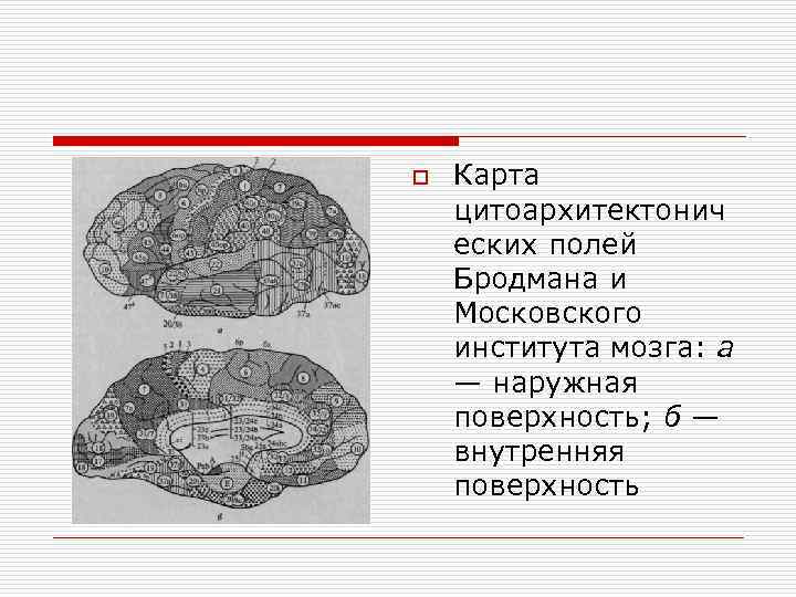 o Карта цитоархитектонич еских полей Бродмана и Московского института мозга: а — наружная поверхность;