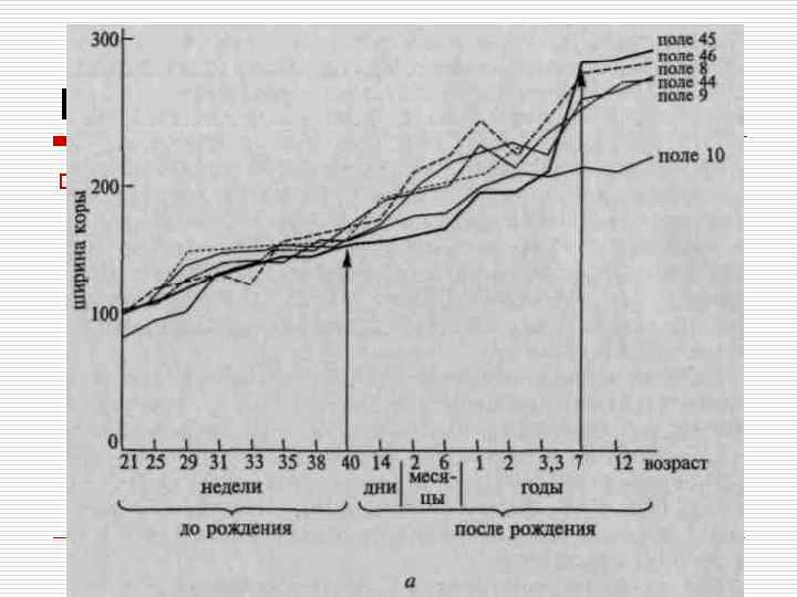 Развитие o Темп роста площади лобных областей мозга резко повышается к 3, 5— 4