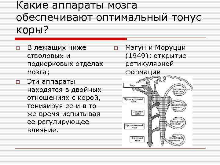 Какие аппараты мозга обеспечивают оптимальный тонус коры? o o В лежащих ниже стволовых и
