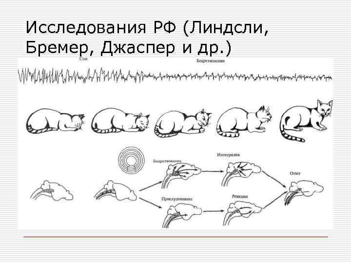 Исследования РФ (Линдсли, Бремер, Джаспер и др. ) o Раздражение ретикулярной формации (в области